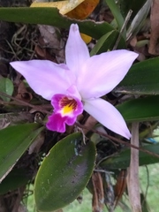 Laelia anceps