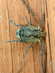 Oligolophus hanseni