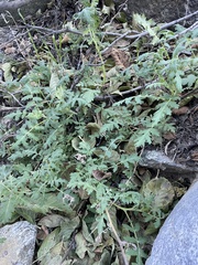 Phacelia