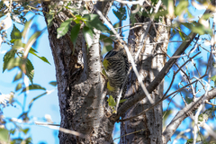 Sphyrapicus thyroideus