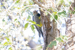 Sphyrapicus thyroideus