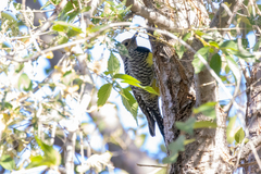 Sphyrapicus thyroideus