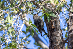 Sphyrapicus thyroideus
