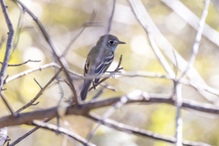 Empidonax