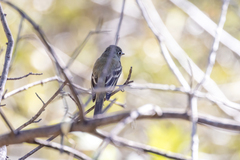 Empidonax
