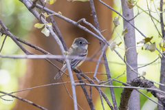 Empidonax