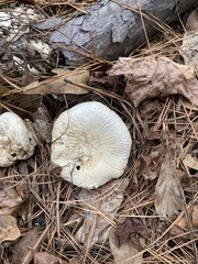 Amanita polypyramis