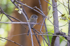 Empidonax