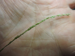 Festuca