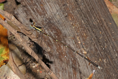 Episynlestes albicaudus