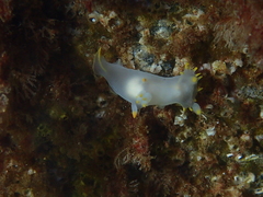 Polycera