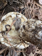 Amanita polypyramis