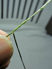 Festuca