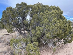 Juniperus monosperma