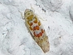 Typhlocyba quercus