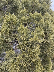 Juniperus monosperma