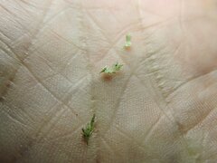 Festuca
