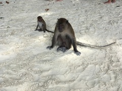 Macaca