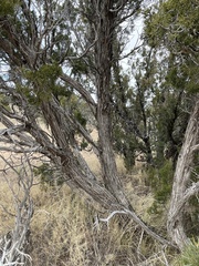 Juniperus monosperma