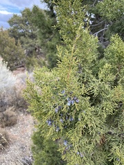 Juniperus monosperma