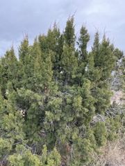 Juniperus monosperma