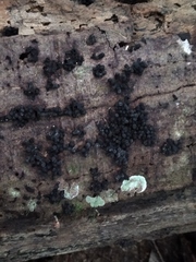 Rosellinia subiculata