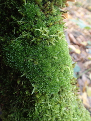 Ptychostomum capillare