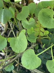 Centella