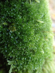 Ptychostomum capillare