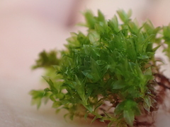 Ptychostomum capillare