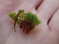 Ptychostomum capillare