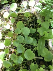 Centella