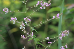 Desmodium ciliare