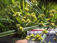 Cyperus virens