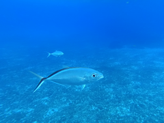 Caranx ruber