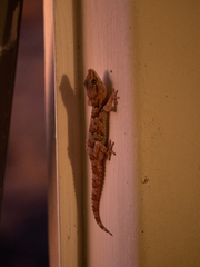 Chondrodactylus bibronii