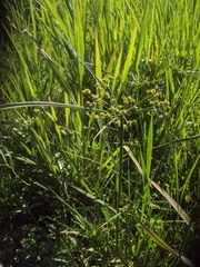 Cyperus virens