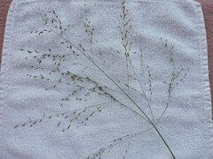 Panicum trichoides