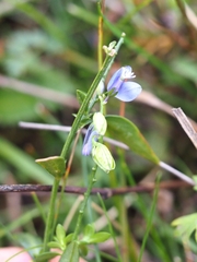 Polygala vulgaris