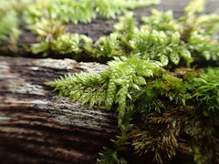 Hypnum cupressiforme