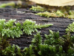 Hypnum cupressiforme