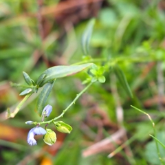 Polygala vulgaris