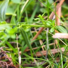 Polygala vulgaris