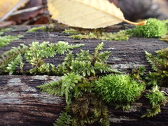 Hypnum cupressiforme