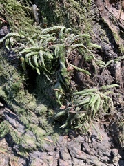 Plagiothecium undulatum