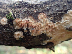 Radulomycetaceae