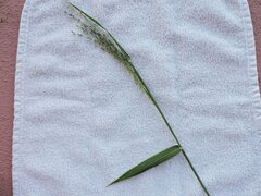 Panicum trichoides