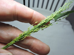 Panicum trichoides