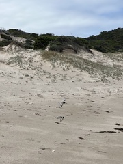 Thinornis cucullatus