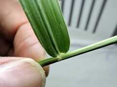 Panicum trichoides